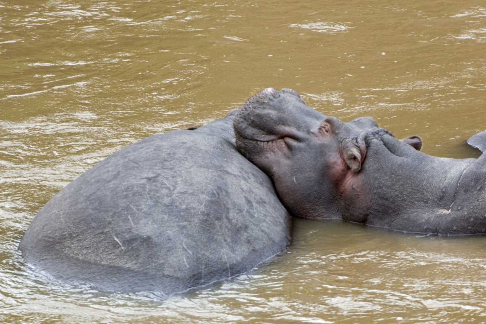 Kenya, Masai Mara Hippopotamus resting